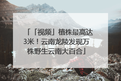 「视频」植株最高达3米！云南龙陵发现万株野生云南大百合