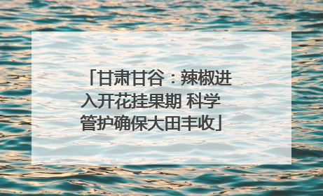 甘肃甘谷：辣椒进入开花挂果期 科学管护确保大田丰收