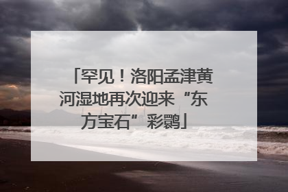 罕见！洛阳孟津黄河湿地再次迎来“东方宝石”彩鹮
