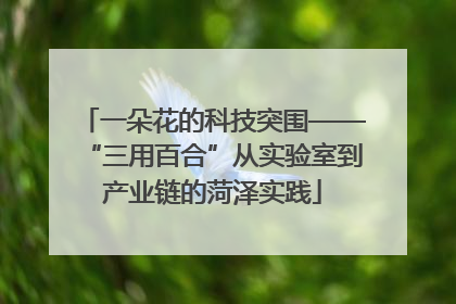 一朵花的科技突围——“三用百合”从实验室到产业链的菏泽实践