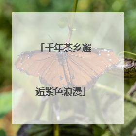 千年茶乡邂逅紫色浪漫