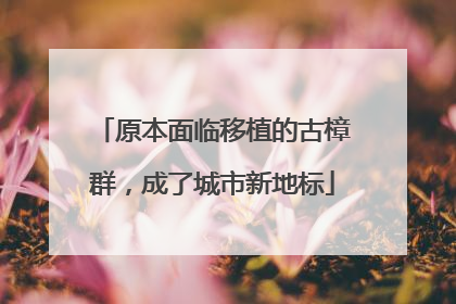 原本面临移植的古樟群，成了城市新地标