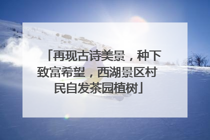 再现古诗美景，种下致富希望，西湖景区村民自发茶园植树