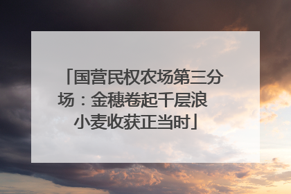 国营民权农场第三分场：金穗卷起千层浪 小麦收获正当时
