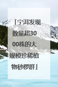 宁洱发现数量超3000株的大规模珍稀植物桫椤群