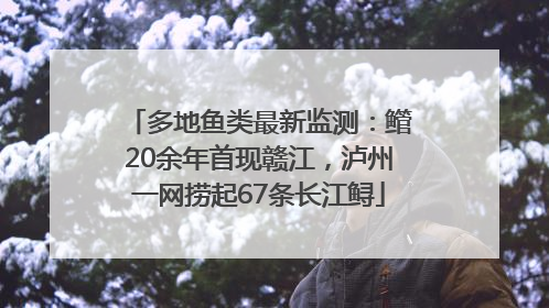 多地鱼类最新监测：鳤20余年首现赣江，泸州一网捞起67条长江鲟