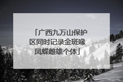 广西九万山保护区同时记录金斑喙凤蝶雌雄个体