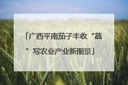 广西平南茄子丰收“蔬”写农业产业新图景