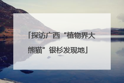 探访广西“植物界大熊猫”银杉发现地
