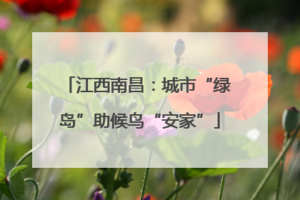江西南昌：城市“绿岛”助候鸟“安家”