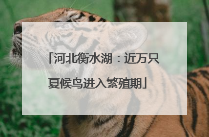 河北衡水湖：近万只夏候鸟进入繁殖期