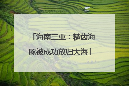 海南三亚：糙齿海豚被成功放归大海
