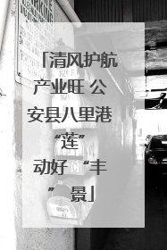 清风护航产业旺 公安县八里港 “莲” 动好 “丰” 景