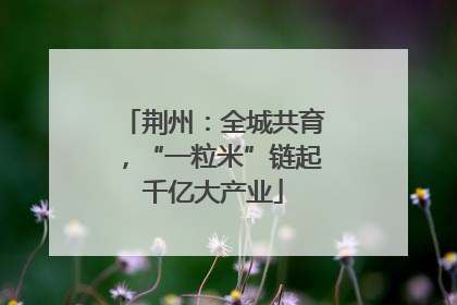 荆州：全城共育，“一粒米”链起千亿大产业