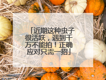 近期这种虫子很活跃，遇到千万不能拍！正确应对只需一招