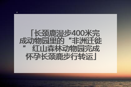 长颈鹿漫步400米完成动物园里的“非洲迁徙” 红山森林动物园完成怀孕长颈鹿步行转运