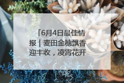 6月4日最佳情报｜麦田金穗飘香迎丰收，凌霄花开娇艳多姿！恭喜